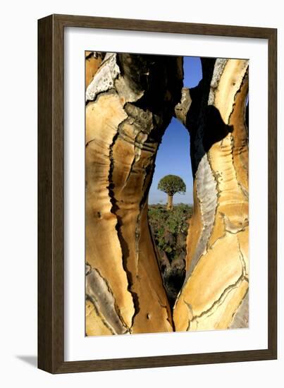 Aloe Tree Framed View Through-null-Framed Photographic Print