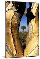 Aloe Tree Framed View Through-null-Mounted Photographic Print