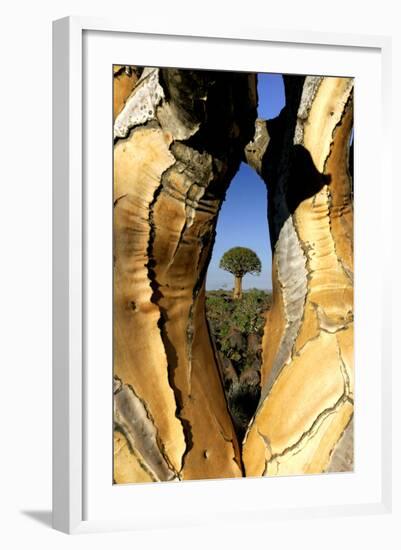 Aloe Tree Framed View Through-null-Framed Photographic Print