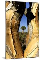 Aloe Tree Framed View Through-null-Mounted Photographic Print