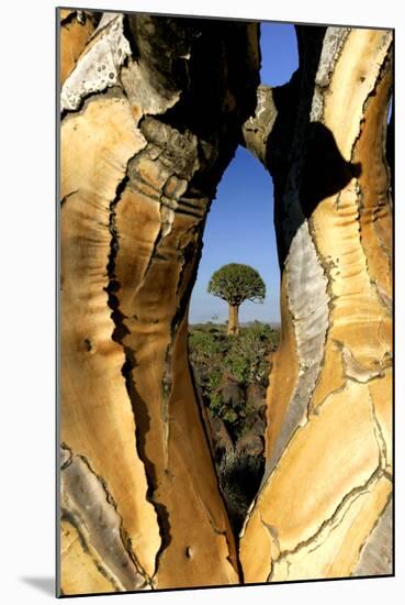 Aloe Tree Framed View Through-null-Mounted Photographic Print