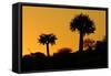 Aloe Tree Silhouette Two-null-Framed Stretched Canvas