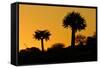 Aloe Tree Silhouette Two-null-Framed Stretched Canvas