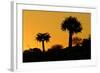 Aloe Tree Silhouette Two-null-Framed Photographic Print