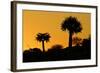 Aloe Tree Silhouette Two-null-Framed Photographic Print