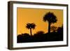 Aloe Tree Silhouette Two-null-Framed Photographic Print