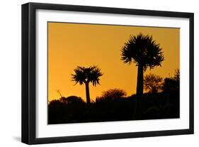 Aloe Tree Silhouette Two-null-Framed Photographic Print