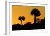 Aloe Tree Silhouette Two-null-Framed Photographic Print