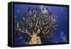 Aloe Tree-null-Framed Stretched Canvas