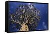 Aloe Tree-null-Framed Stretched Canvas