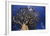 Aloe Tree-null-Framed Photographic Print