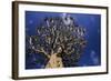 Aloe Tree-null-Framed Photographic Print