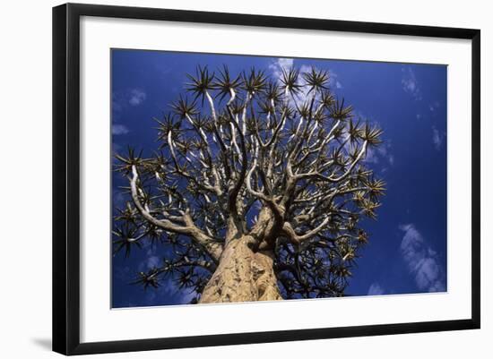 Aloe Tree-null-Framed Photographic Print