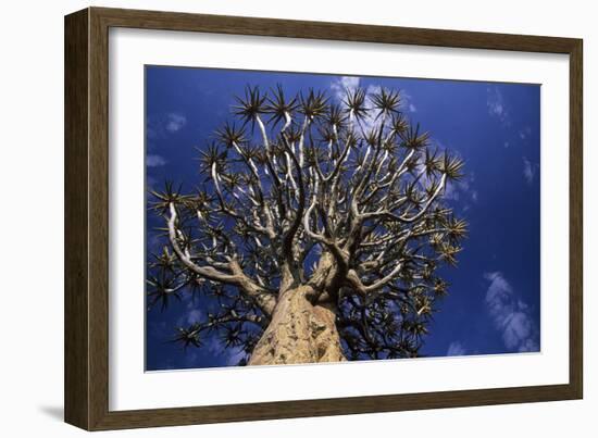 Aloe Tree-null-Framed Photographic Print