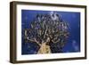 Aloe Tree-null-Framed Photographic Print