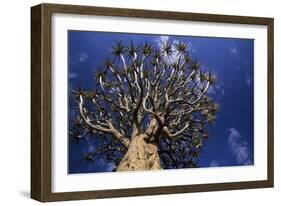 Aloe Tree-null-Framed Photographic Print