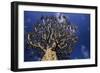 Aloe Tree-null-Framed Photographic Print