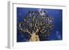 Aloe Tree-null-Framed Photographic Print