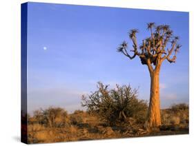 Aloe Trees and Moon In-null-Stretched Canvas