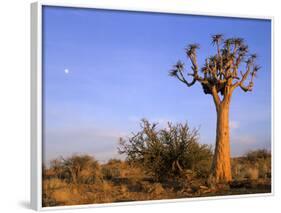 Aloe Trees and Moon In-null-Framed Photographic Print