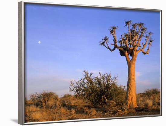 Aloe Trees and Moon In-null-Framed Photographic Print