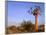 Aloe Trees and Moon In-null-Framed Photographic Print