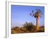 Aloe Trees and Moon In-null-Framed Photographic Print