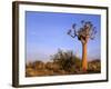 Aloe Trees and Moon In-null-Framed Photographic Print