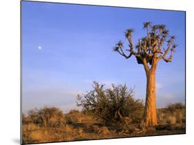 Aloe Trees and Moon In-null-Mounted Photographic Print