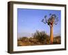 Aloe Trees and Moon In-null-Framed Photographic Print