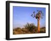 Aloe Trees and Moon In-null-Framed Photographic Print