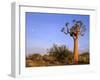 Aloe Trees and Moon In-null-Framed Photographic Print