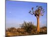 Aloe Trees and Moon In-null-Mounted Photographic Print