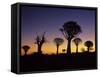 Aloe Trees Forest Silhouettes-null-Framed Stretched Canvas