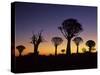 Aloe Trees Forest Silhouettes-null-Stretched Canvas