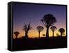 Aloe Trees Forest Silhouettes-null-Framed Stretched Canvas