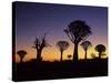 Aloe Trees Forest Silhouettes-null-Stretched Canvas