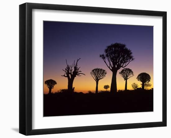 Aloe Trees Forest Silhouettes-null-Framed Photographic Print