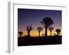 Aloe Trees Forest Silhouettes-null-Framed Photographic Print