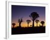 Aloe Trees Forest Silhouettes-null-Framed Photographic Print