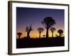 Aloe Trees Forest Silhouettes-null-Framed Photographic Print