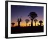 Aloe Trees Forest Silhouettes-null-Framed Photographic Print