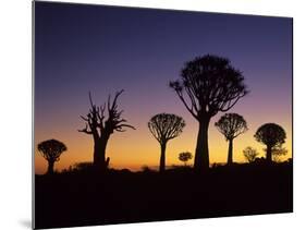 Aloe Trees Forest Silhouettes-null-Mounted Photographic Print