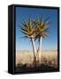 Aloe Trees-null-Framed Stretched Canvas