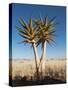 Aloe Trees-null-Stretched Canvas