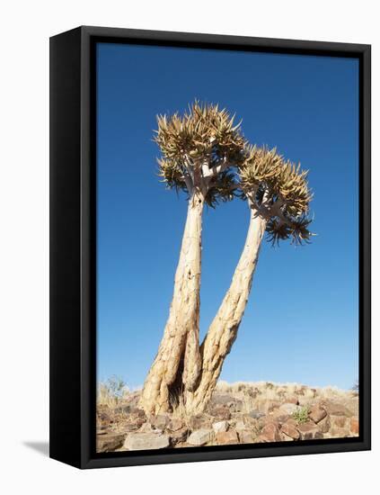 Aloe Trees-null-Framed Stretched Canvas