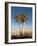 Aloe Trees-null-Framed Photographic Print