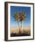 Aloe Trees-null-Framed Photographic Print