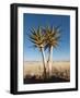 Aloe Trees-null-Framed Photographic Print