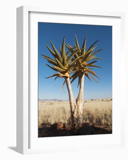 Aloe Trees-null-Framed Photographic Print